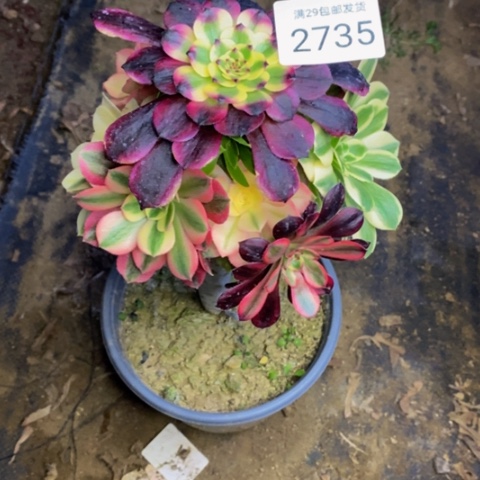 嫁接的财树多肉植物2735