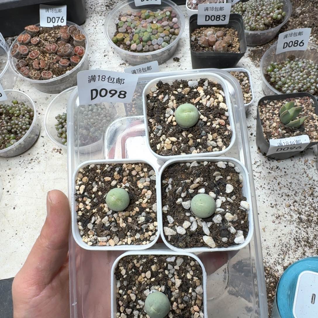 D098 鸽子蛋4颗尺寸1.4。带盆