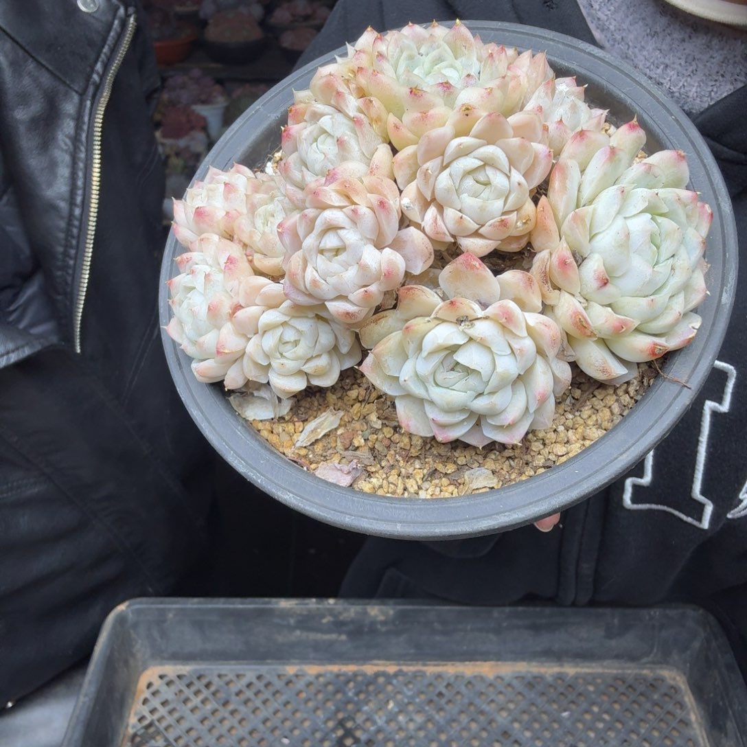 H***l001白月影一颗一物一拍