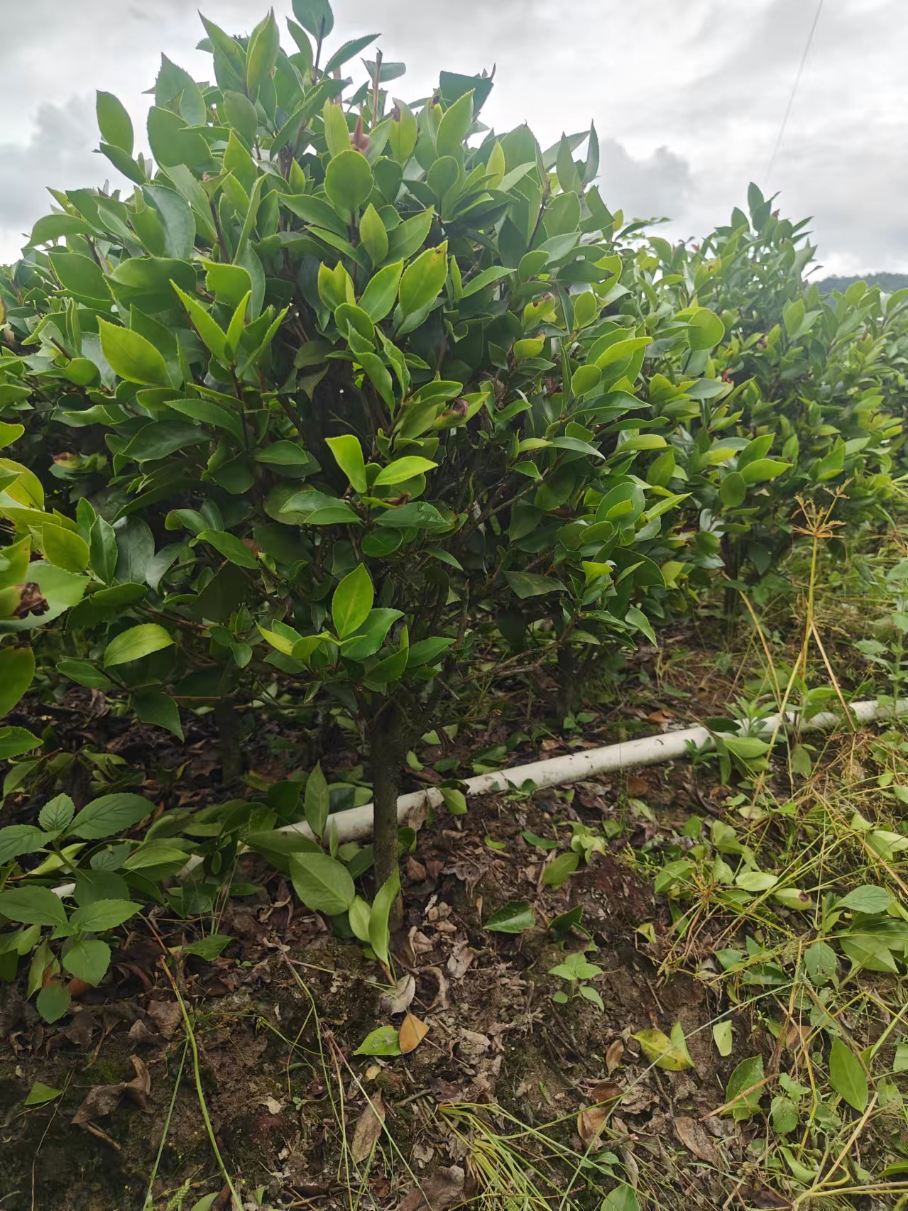 （一颗裸根截冠）赤丹五色丹白五彩四季茶花系列绿植山茶花茶花盆栽