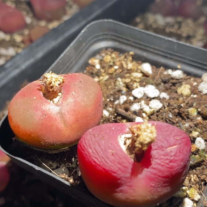 26259一组一组一组