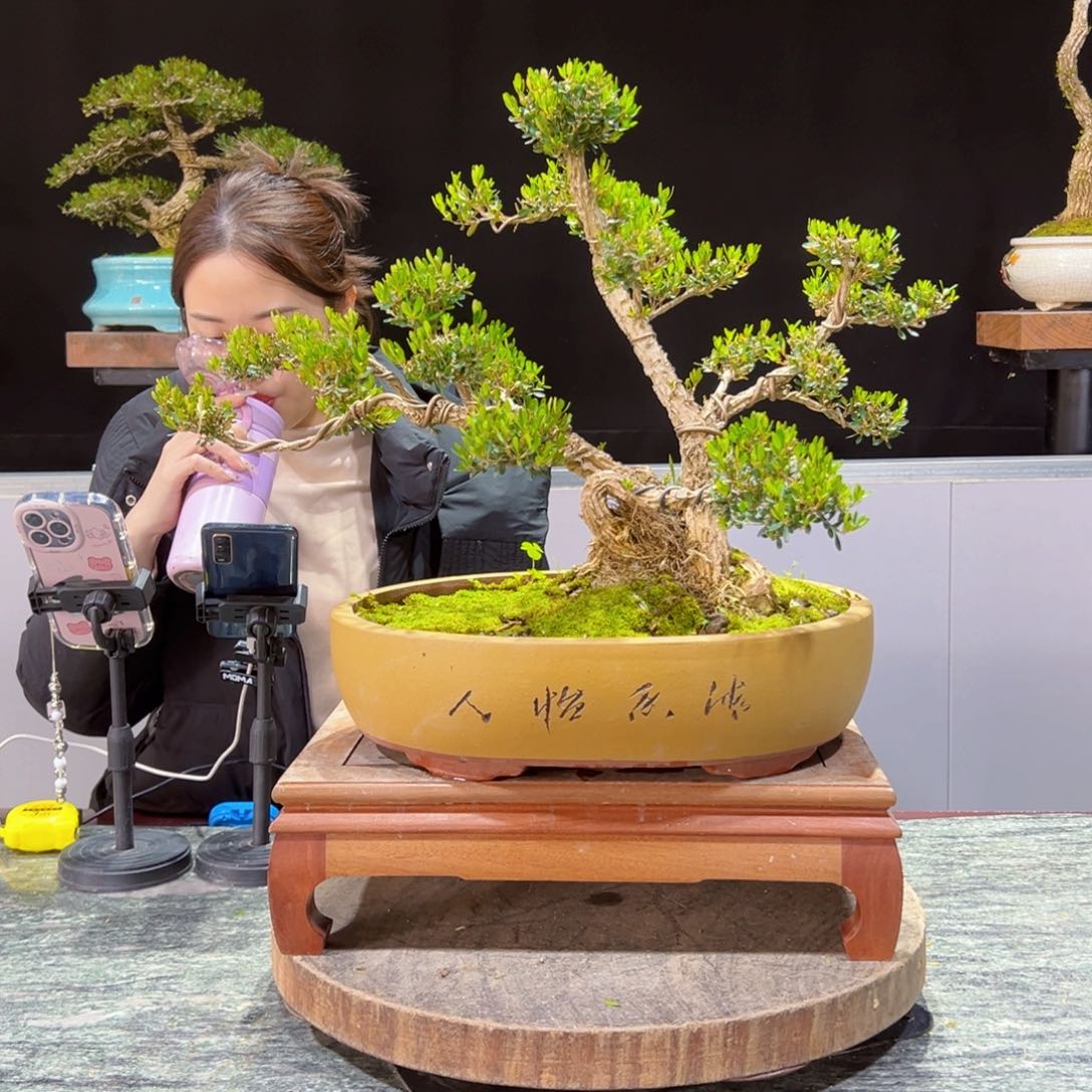 四季常青老桩黄杨盆景