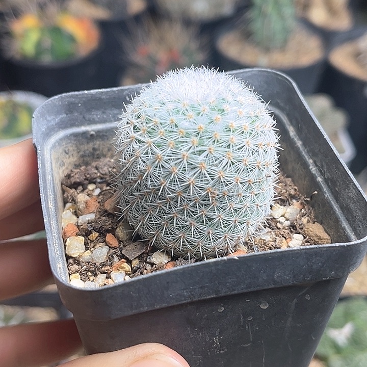 希望丸实生球3.6公分