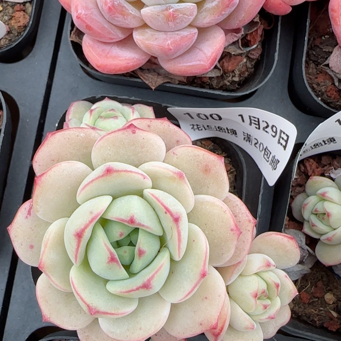 花语逸镜0129-100