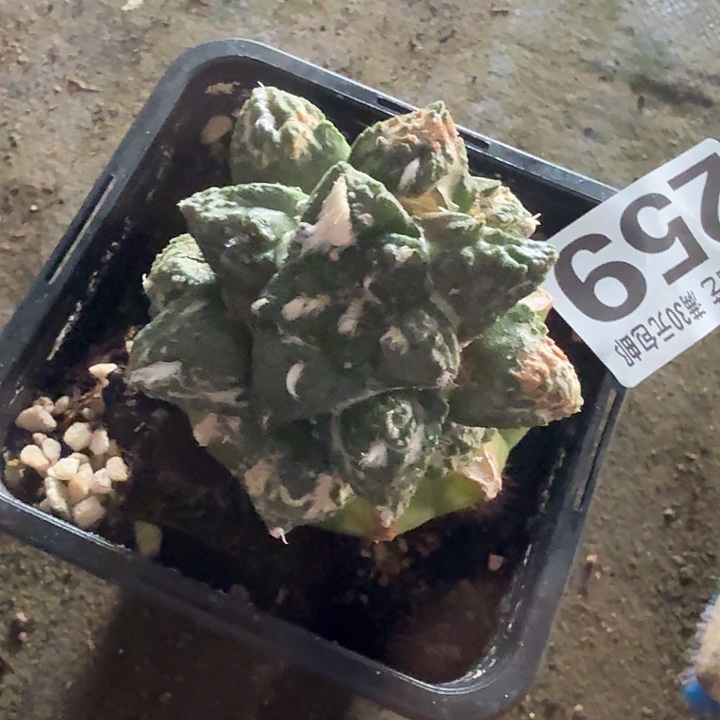 无花朵259螺旋龟甲西一