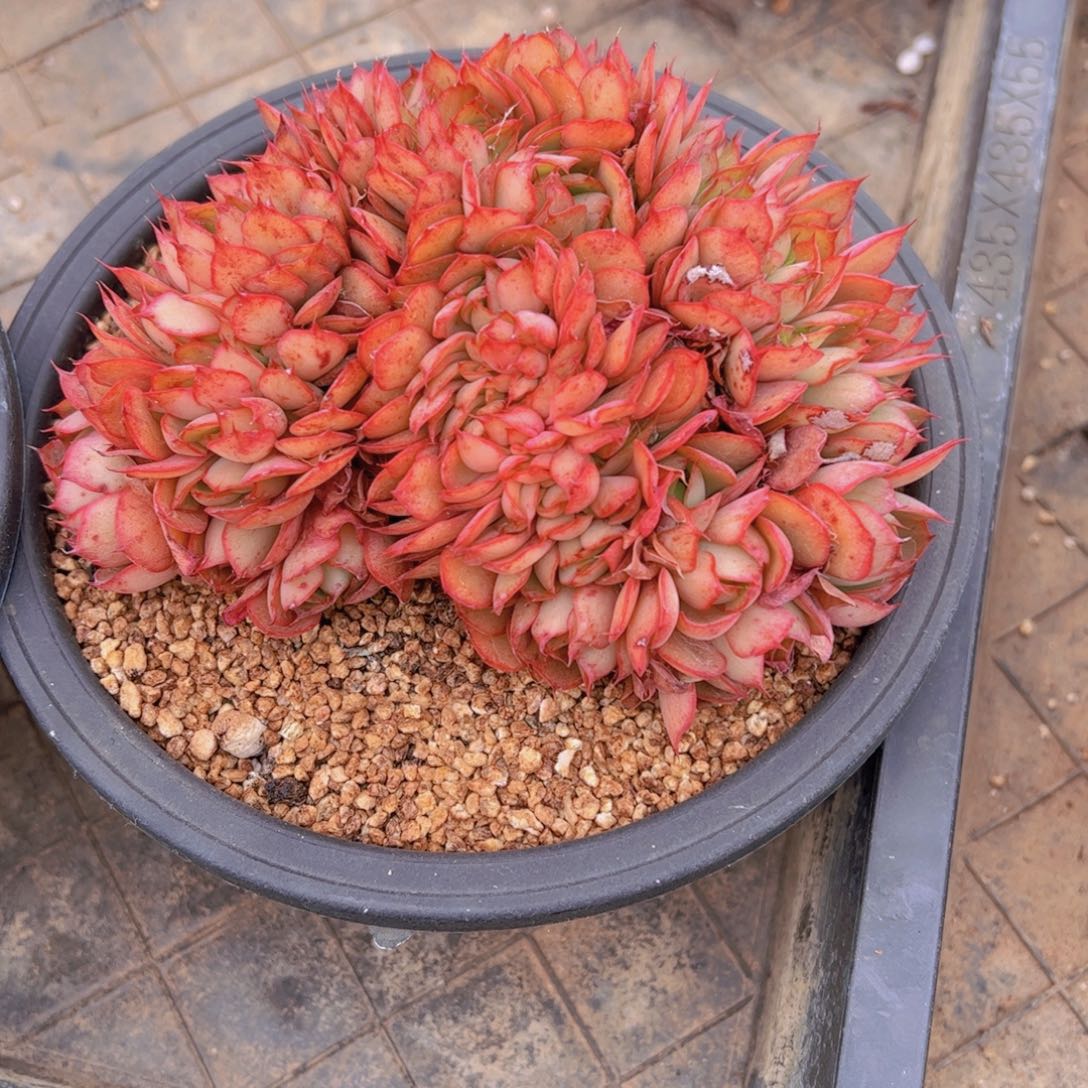 米*子央金，多肉植物