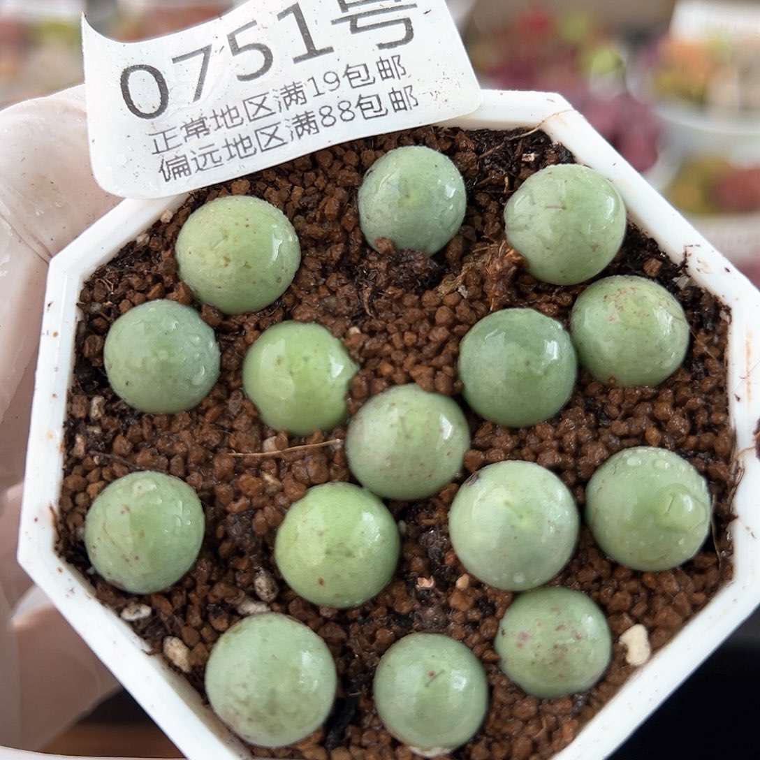 0751三年鸽子蛋15颗1.3cm左右