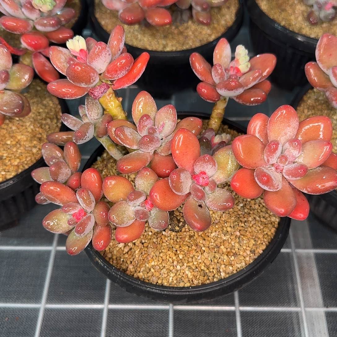 从前慢甄选多肉编号苹果奶