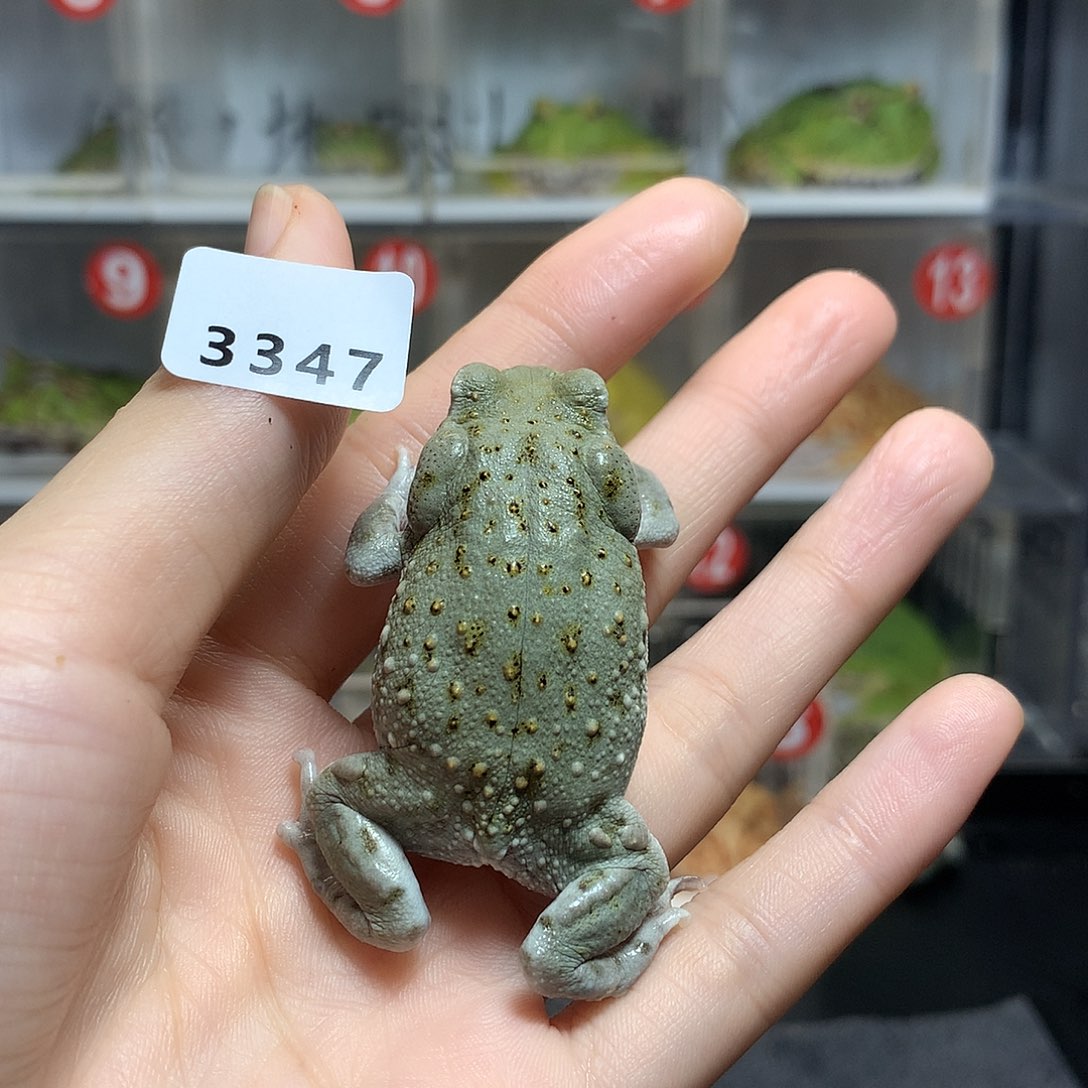 雪***³角蛙3347沙蟾蜍沙沙