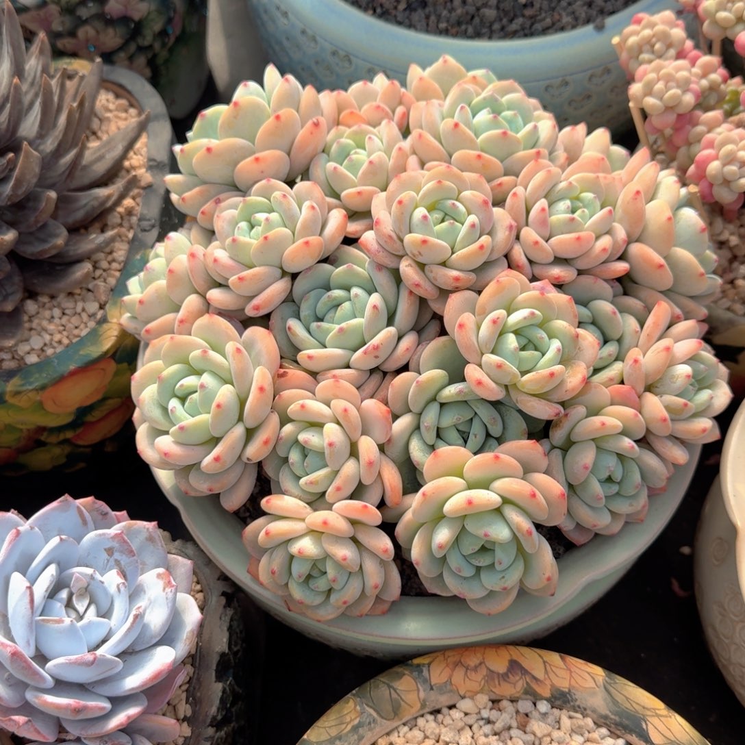 冷香群生  一物一拍