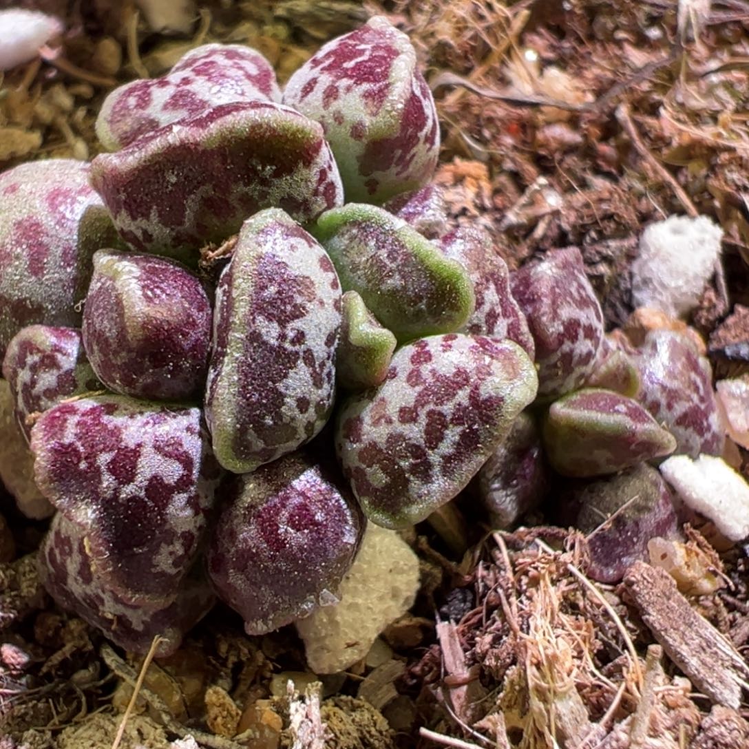 达摩海豹多头纯木质桩多肉植物