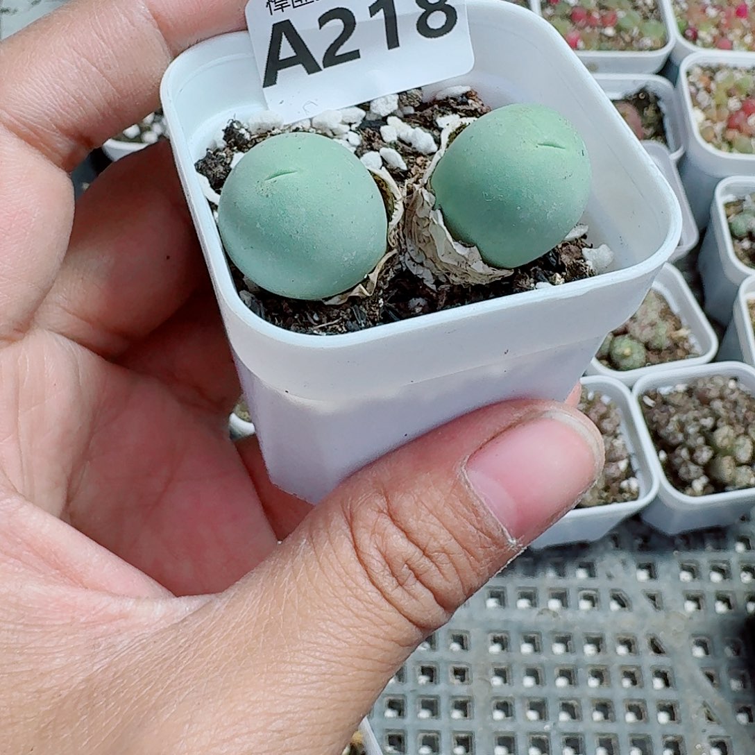 218多肉植物多肉植物