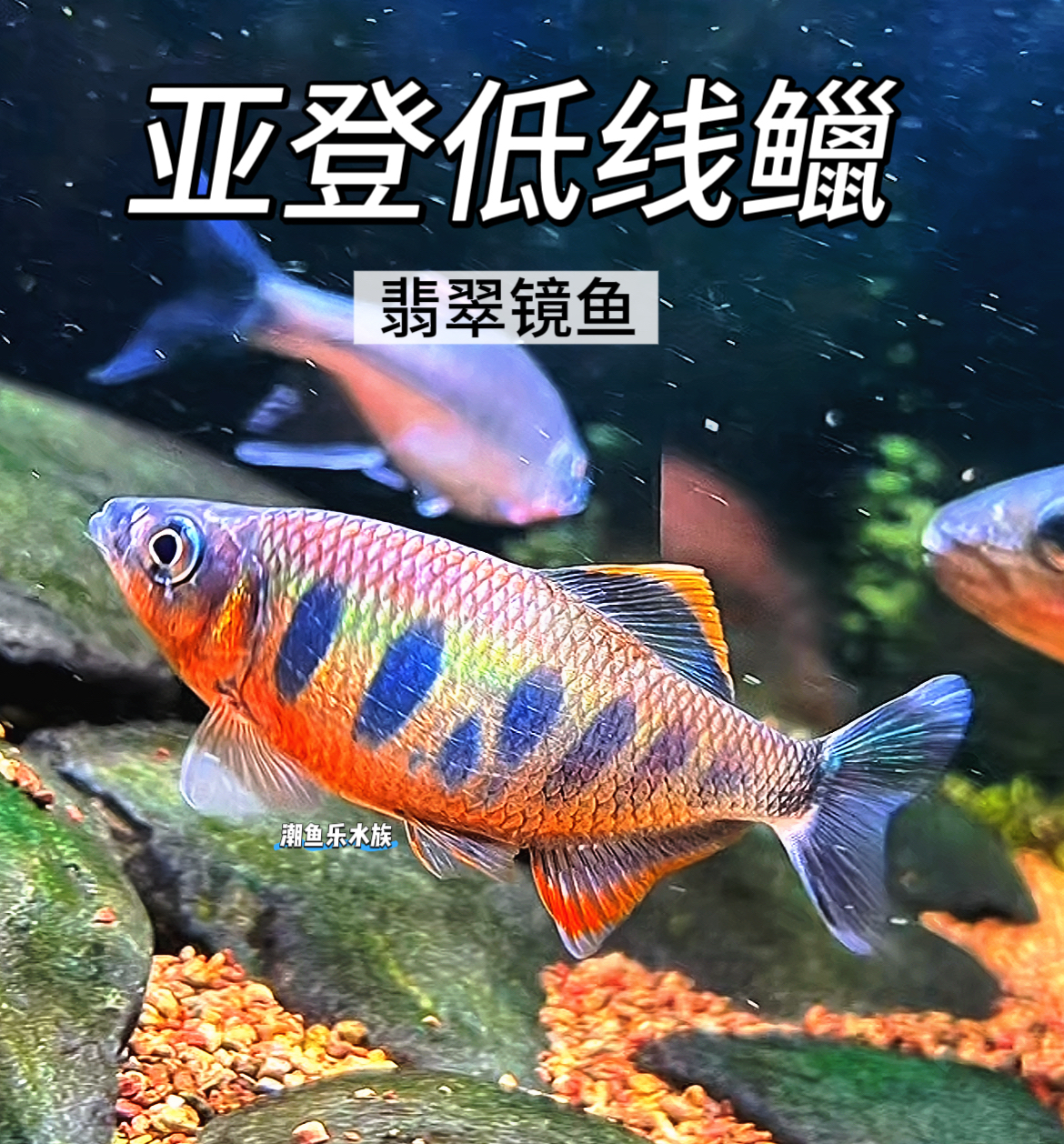 亚登低线鱲翡翠镜鱼马拉巴尔低线鱲原生溪流鱼草缸群游新手观赏鱼