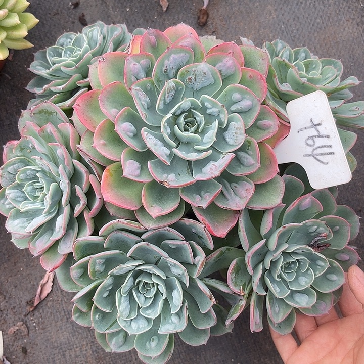 晨语多肉，一物一拍雨滴64