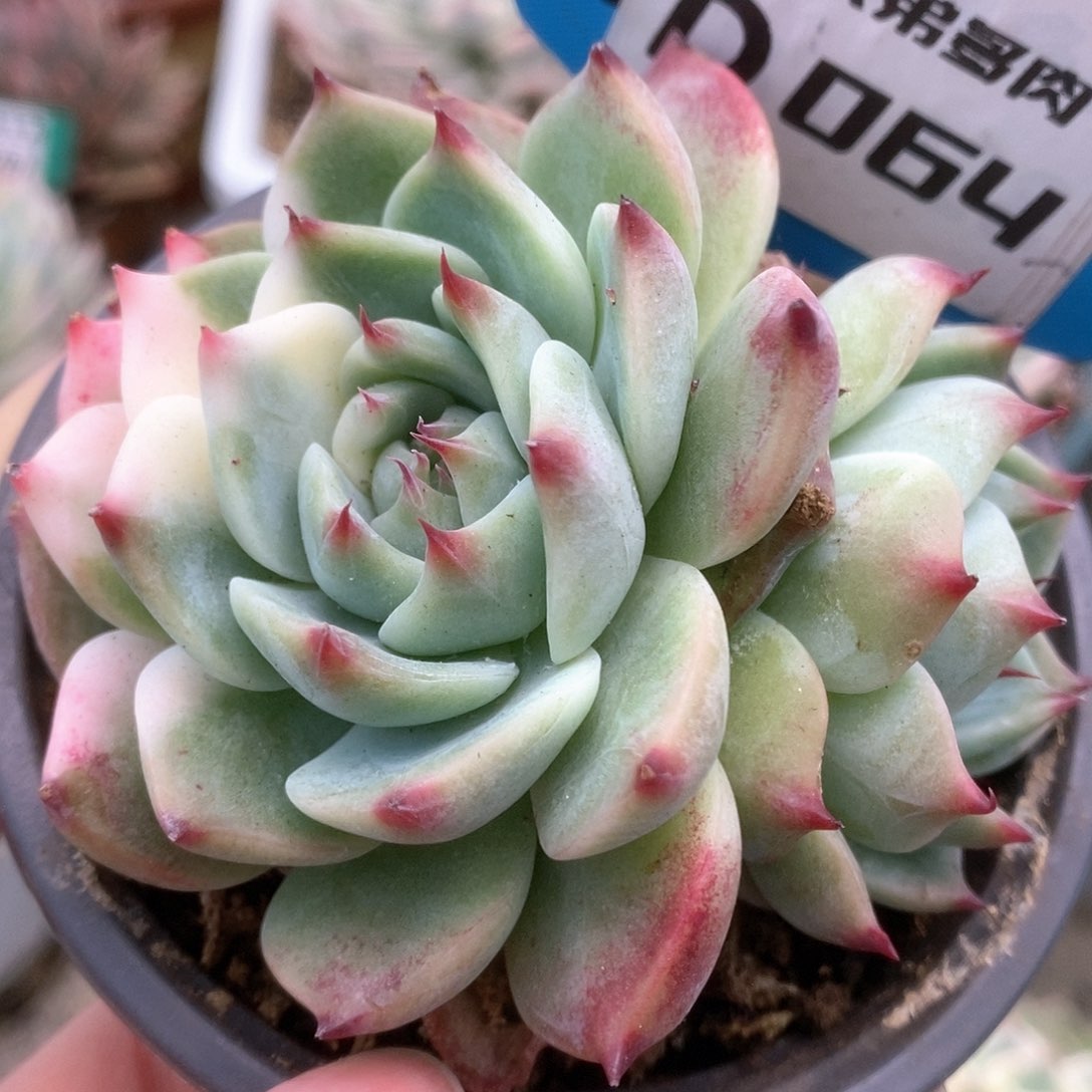 064锦锦锦锦锦锦锦