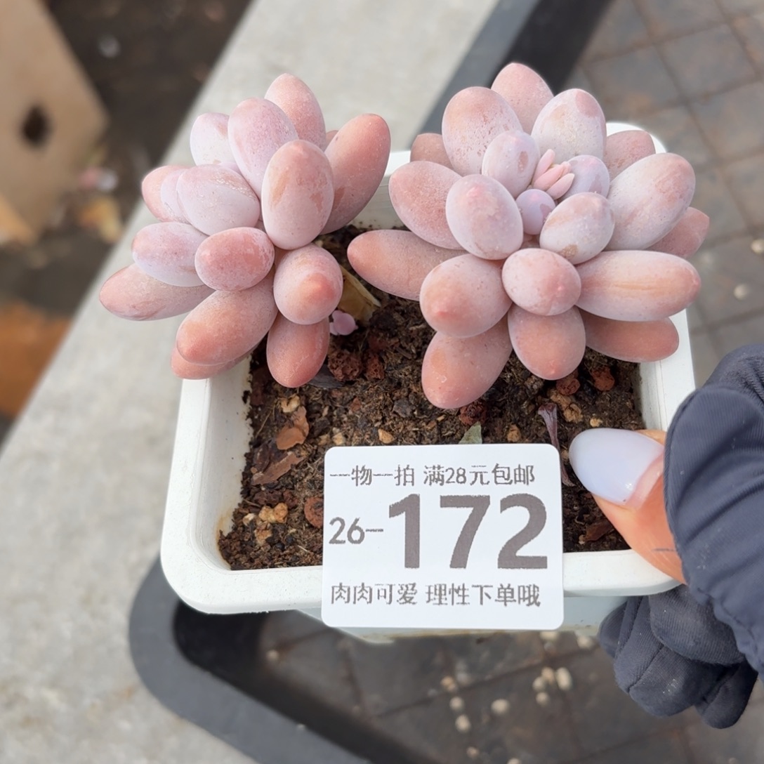 汤圆无盆土发货无