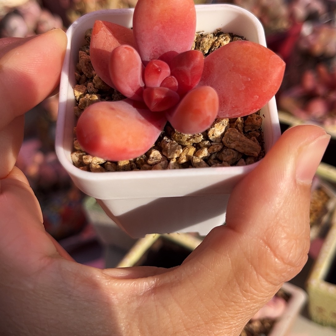 芒星奶酪一物一拍