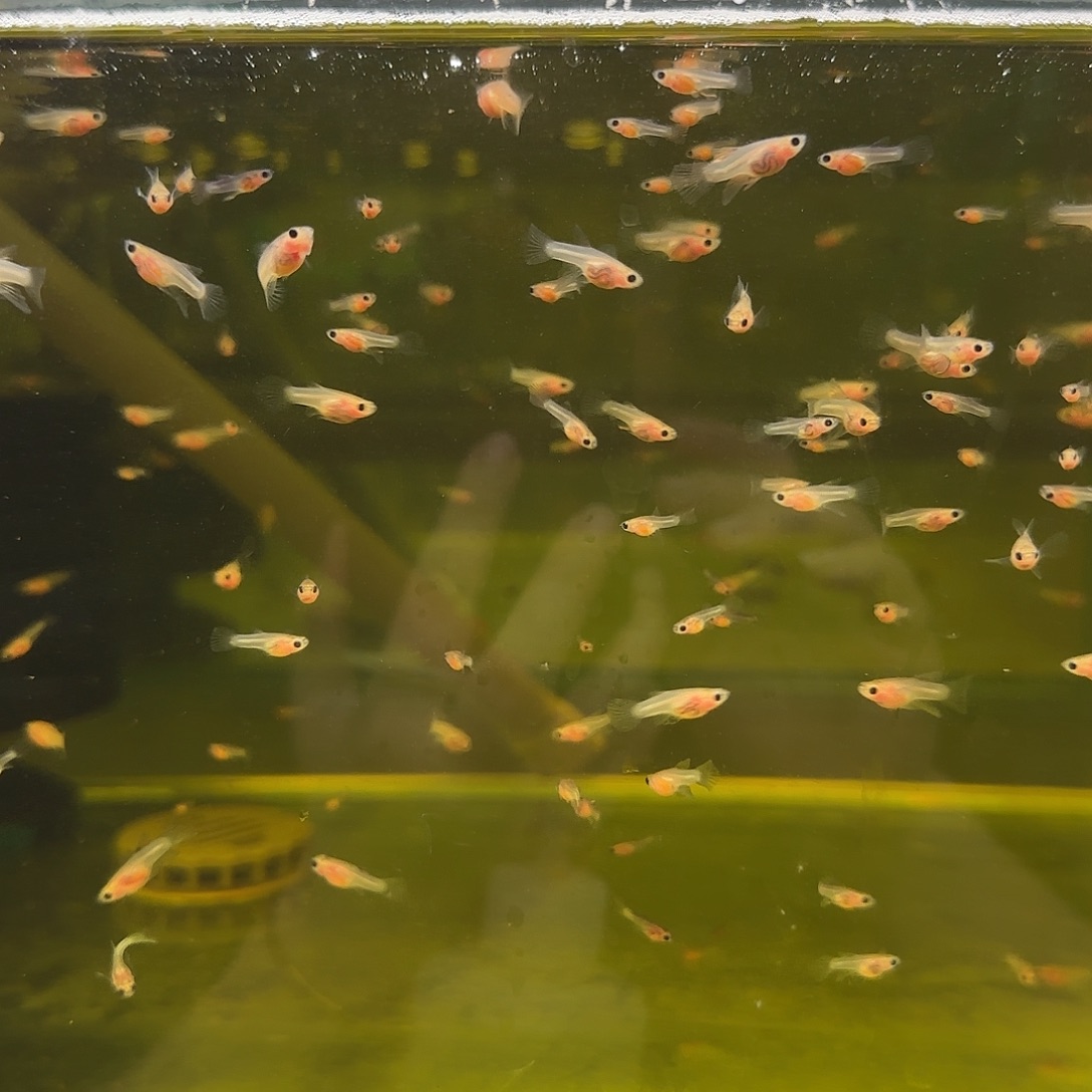 孔雀鱼粉猫玻璃C苗10条随机