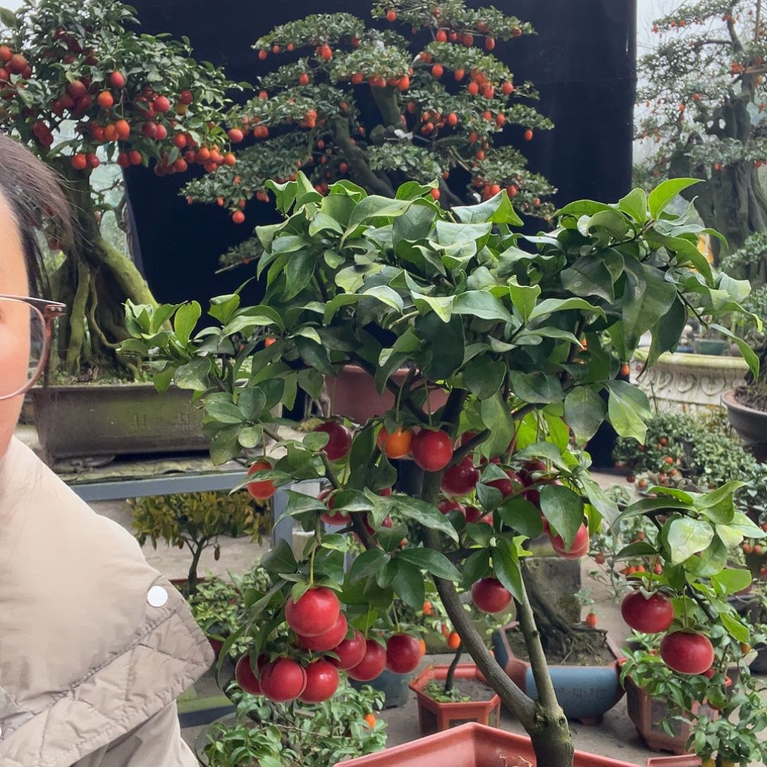 金弹子盆景喜欢的来