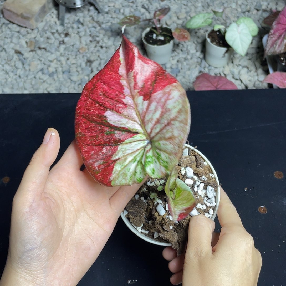 无花朵月亮之上养定