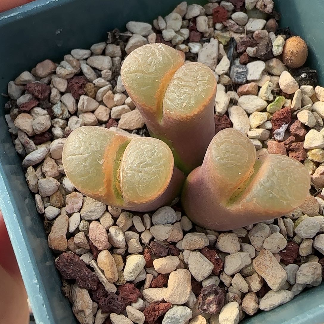 多肉植物母本196号