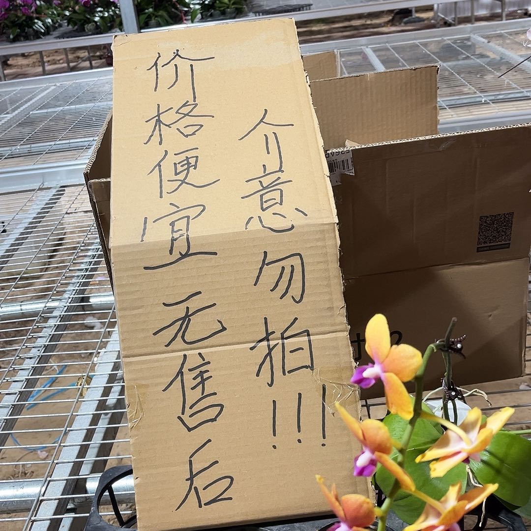 平***福完全开放蝴蝶兰1个 不售后