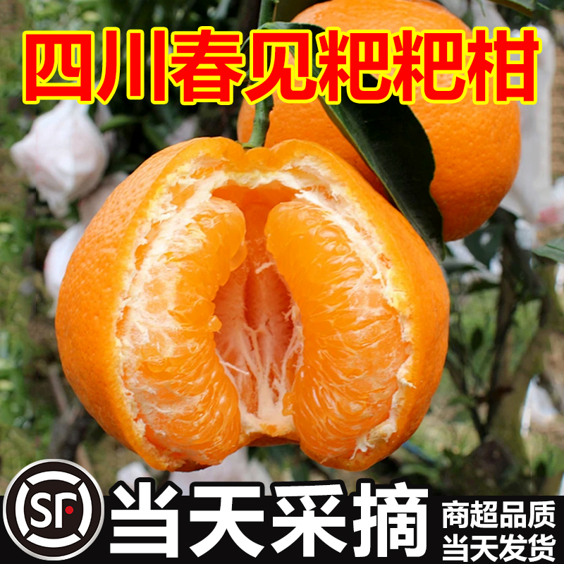 （顺丰速运）四川正宗耙耙柑当季爆汁爆甜新鲜现采现摘产地直发