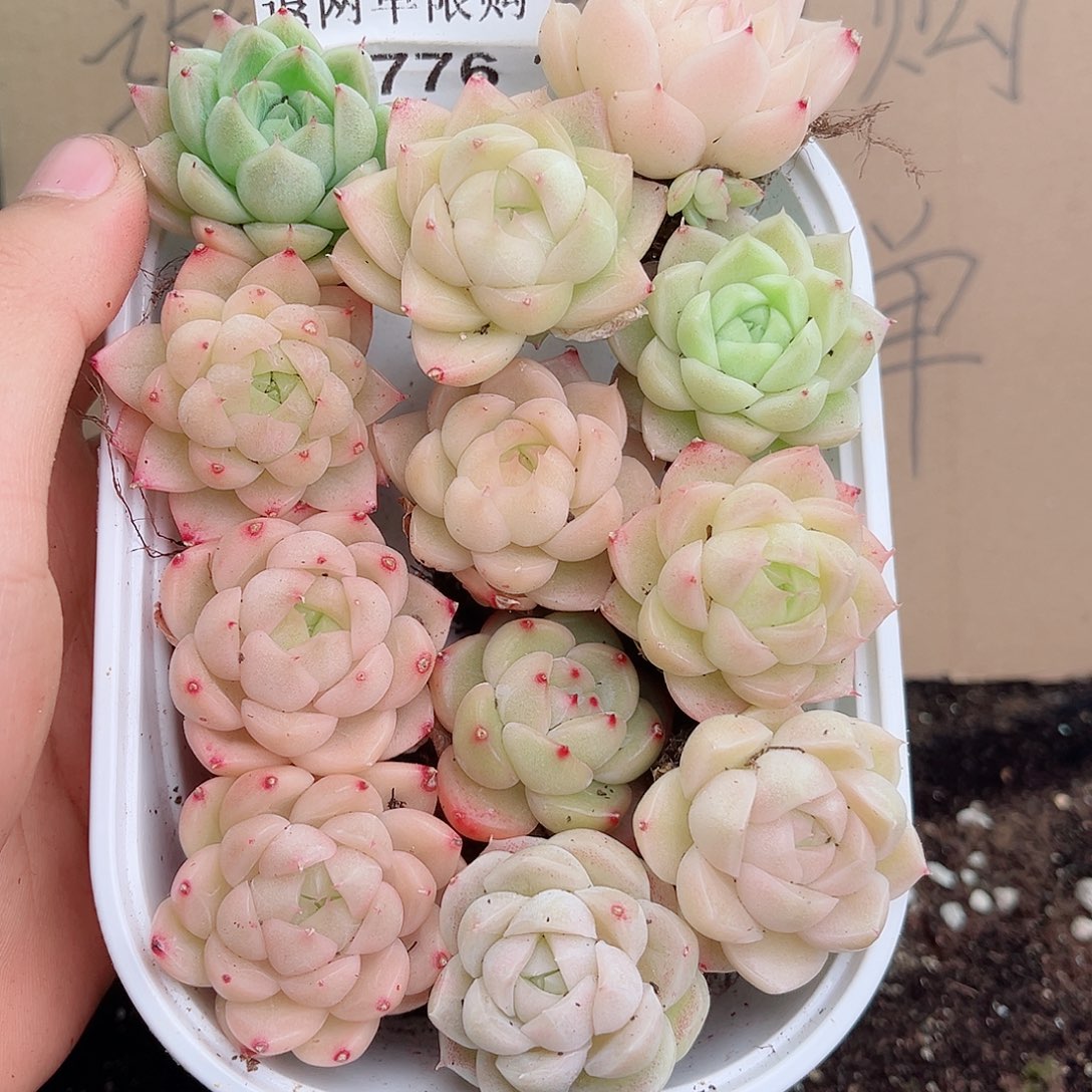 1-776 新疆西藏内蒙不发12.8包邮2-3公分