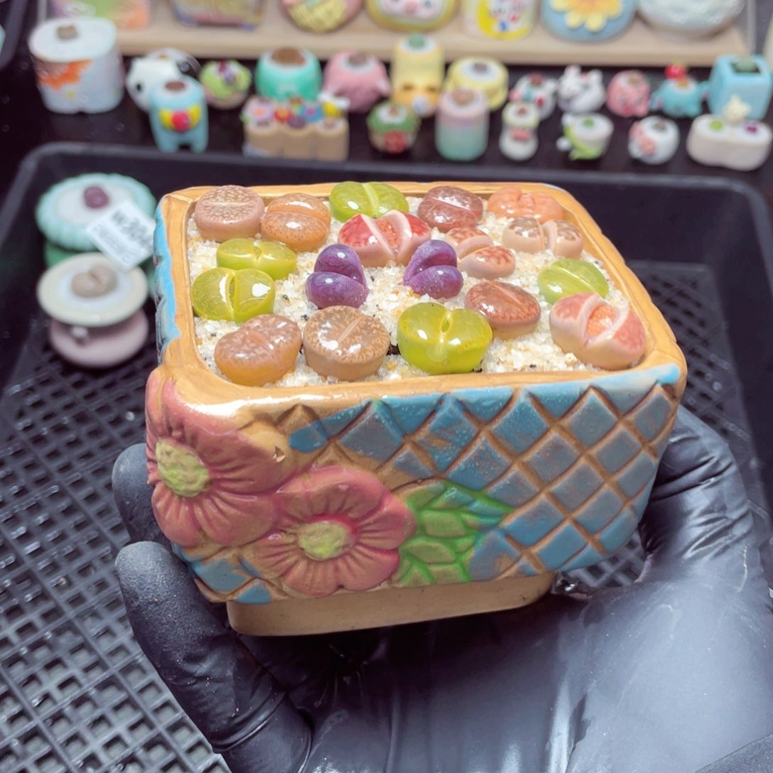 w3045--带盆土发货，零下地区拍保温箱