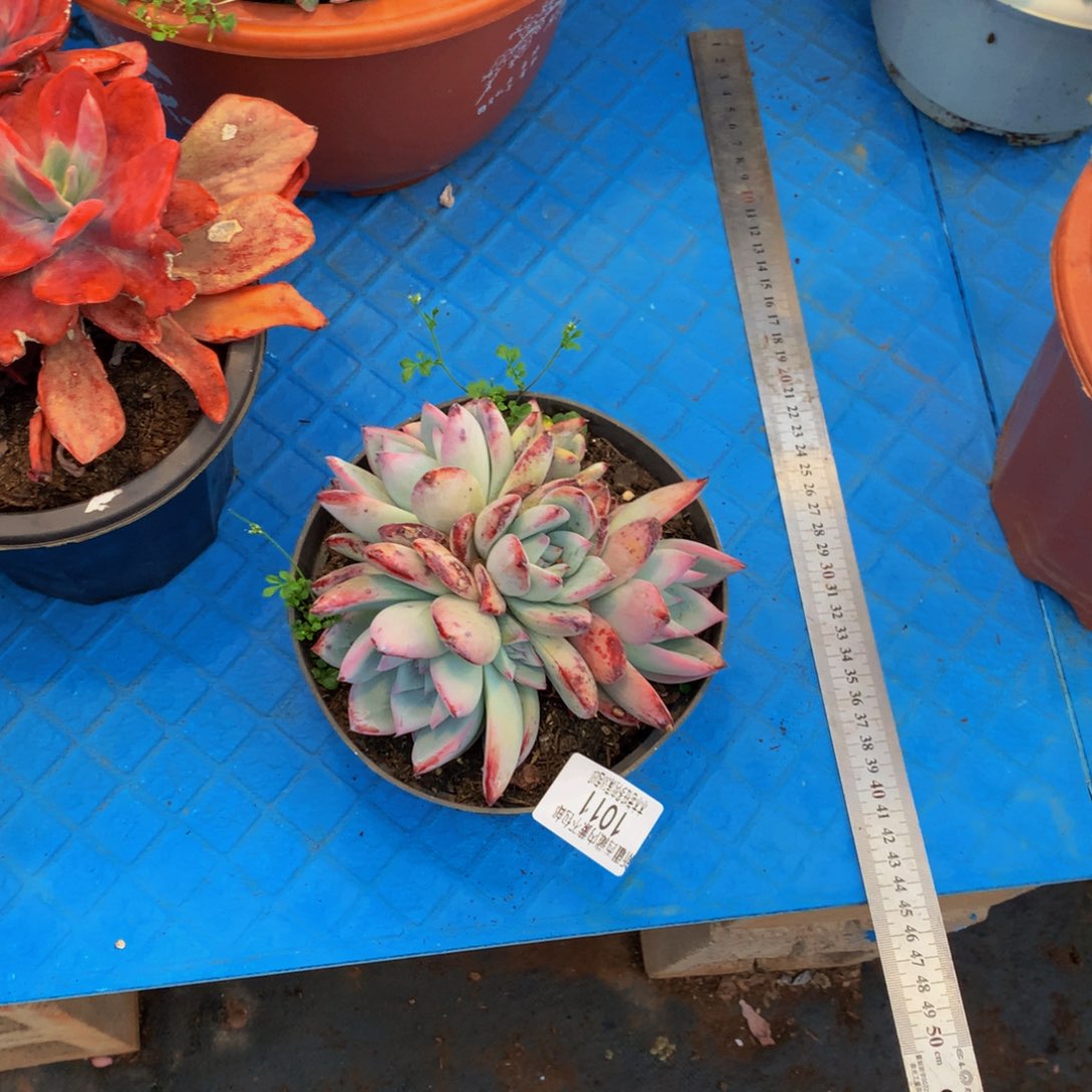 邢**路1011黑天鹅多肉