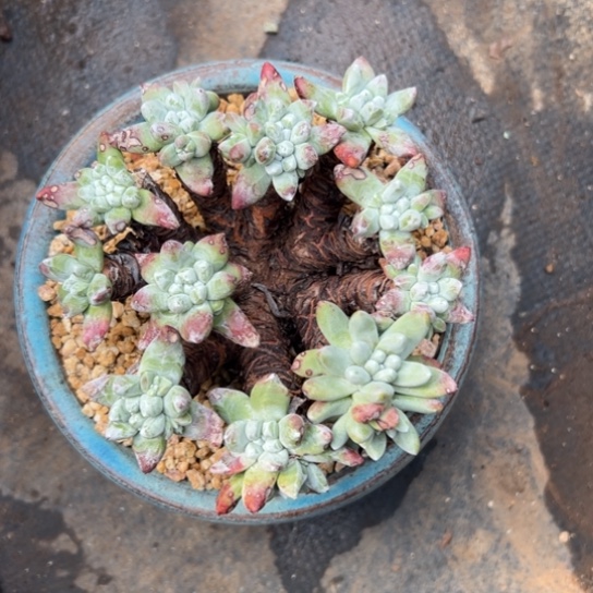 拇指杂～一物一拍哇多肉