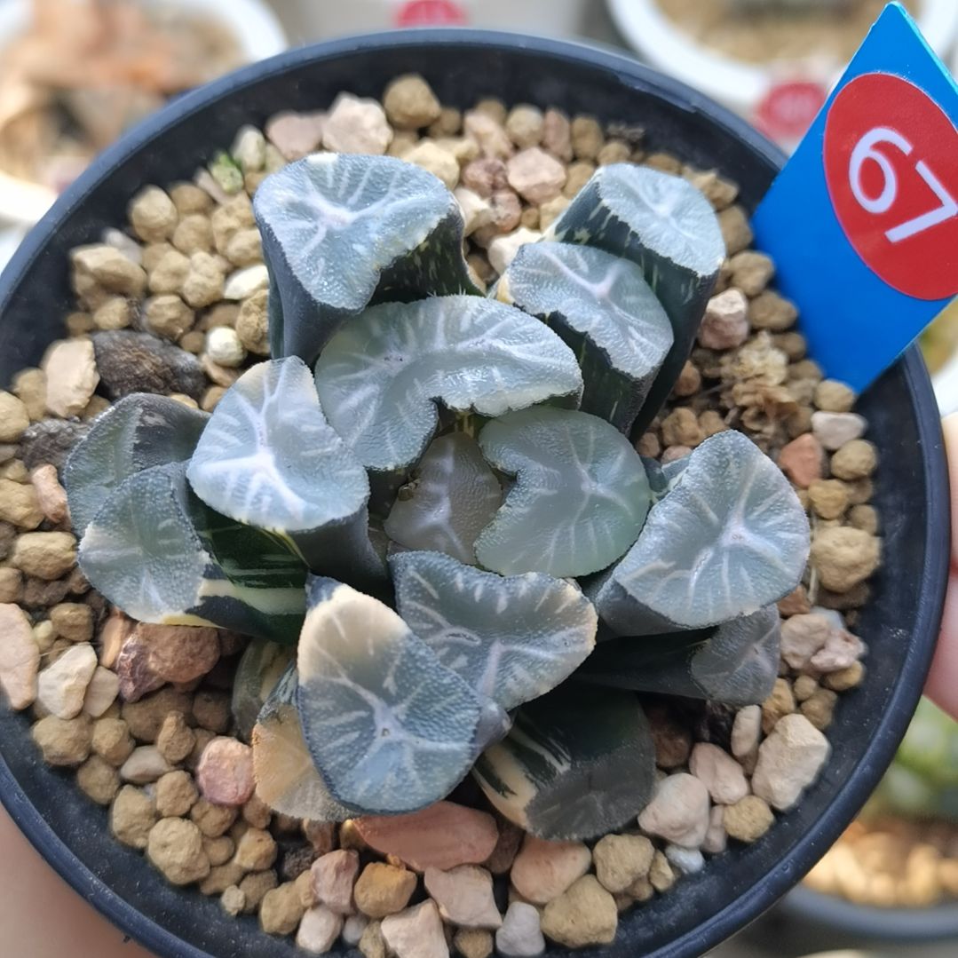 67号玉龙万象锦一物一拍带盆土发货