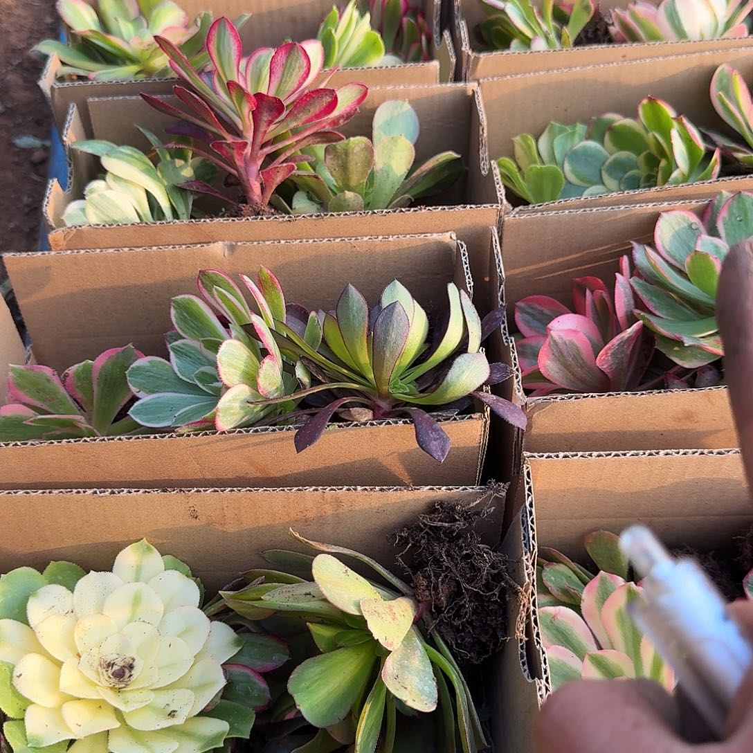 满满一箱子打底11棵包邮