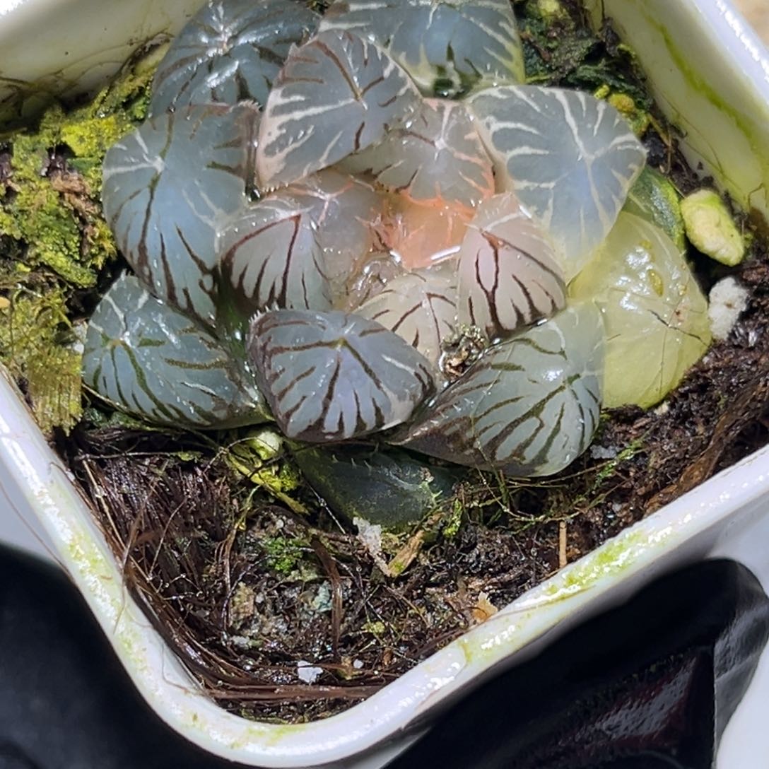 十二卷多肉1513龙爪