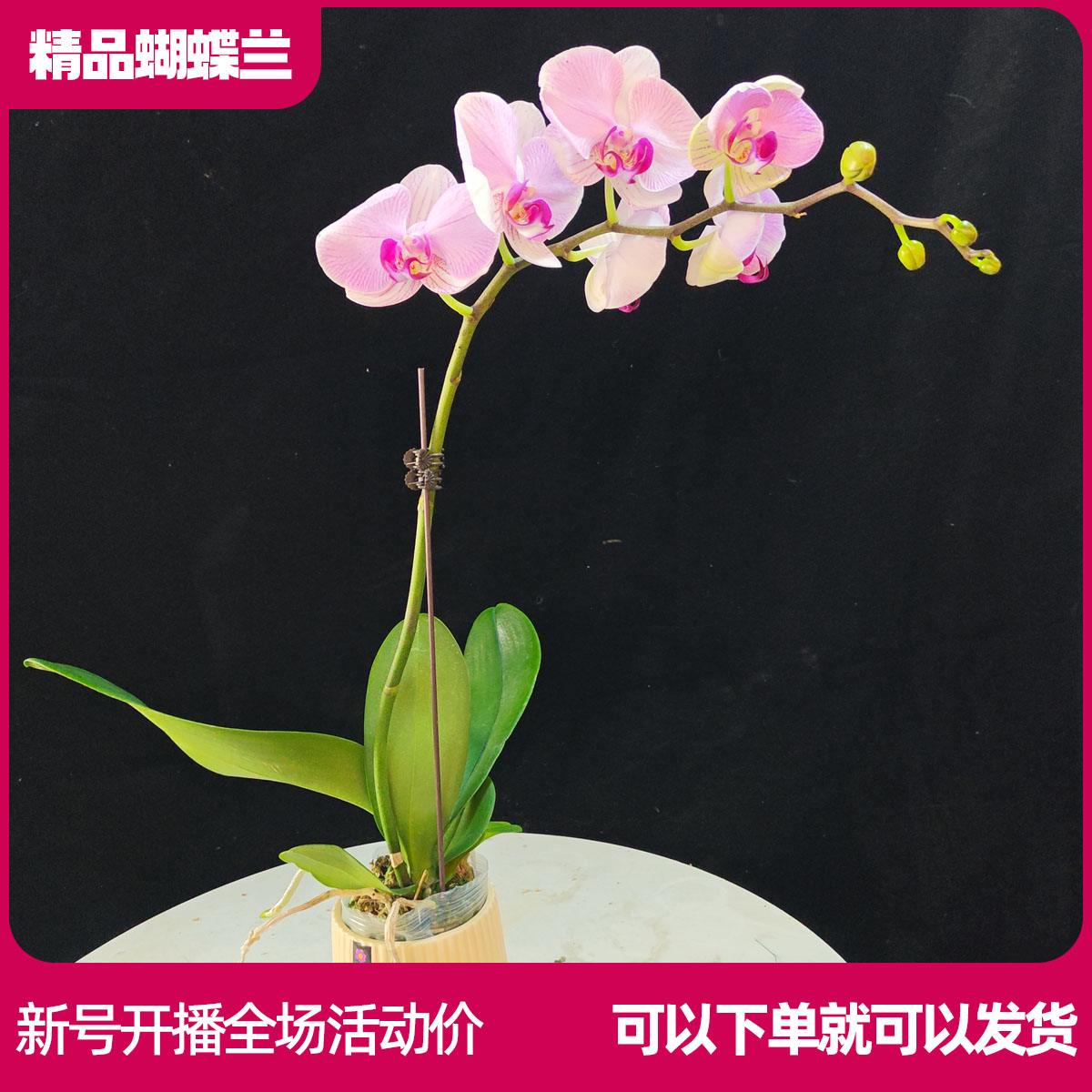 【水蜜桃B01】任意两颗包邮 只拍一颗默认【发苗】