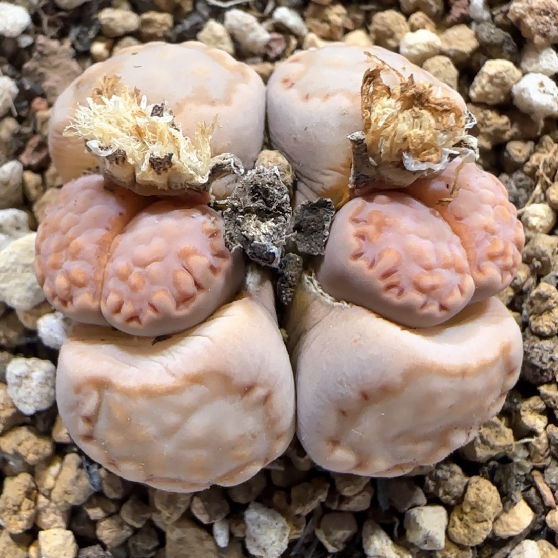 2.23。217饼干。5037