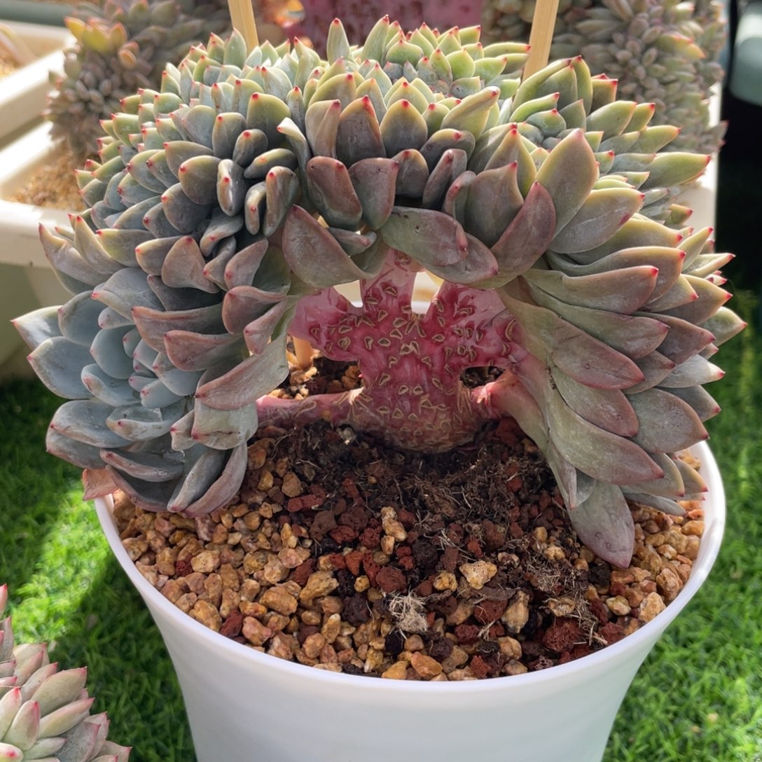 ****兰星影啊啊啊啊缀化发货