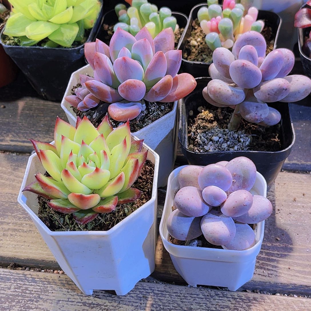 奥普。桃美人。奶酪。吉赛尔