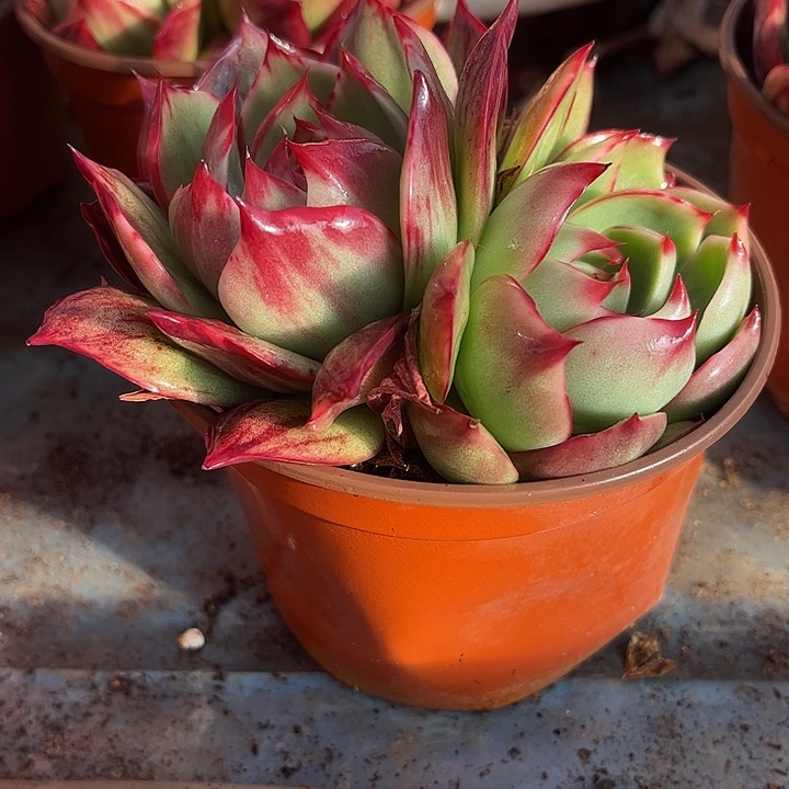 惊鸿仙子多肉植物190