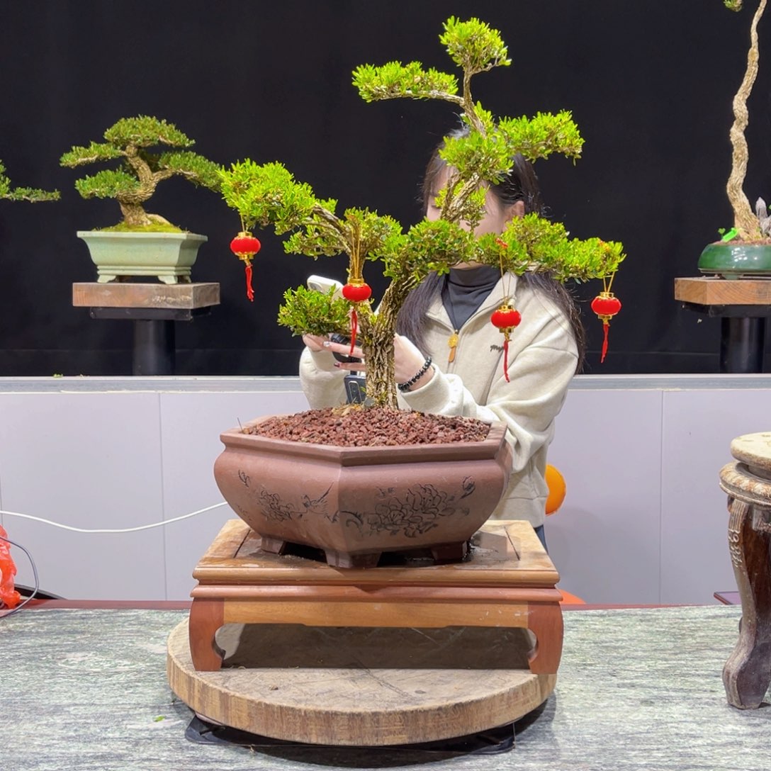 四季常青老桩黄杨盆景