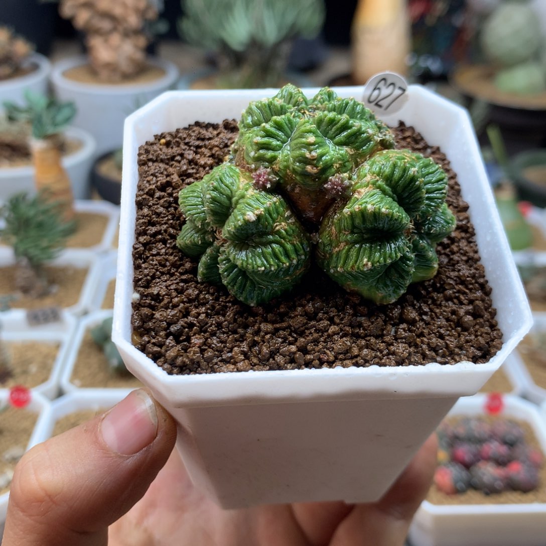 自根群生老花笼多肉