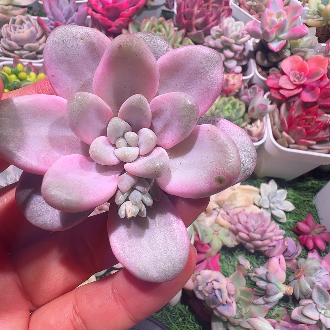 锦***s多肉植物多肉植物