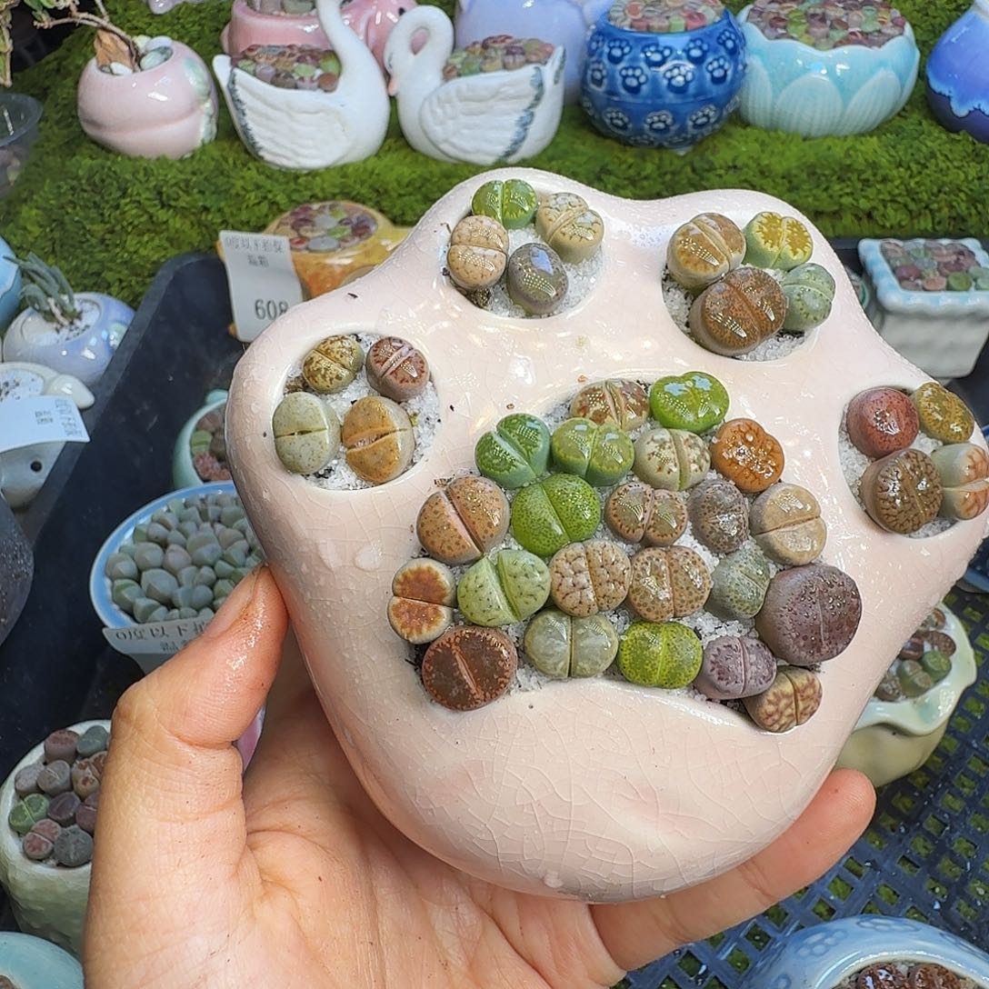 多肉植物福利冲626