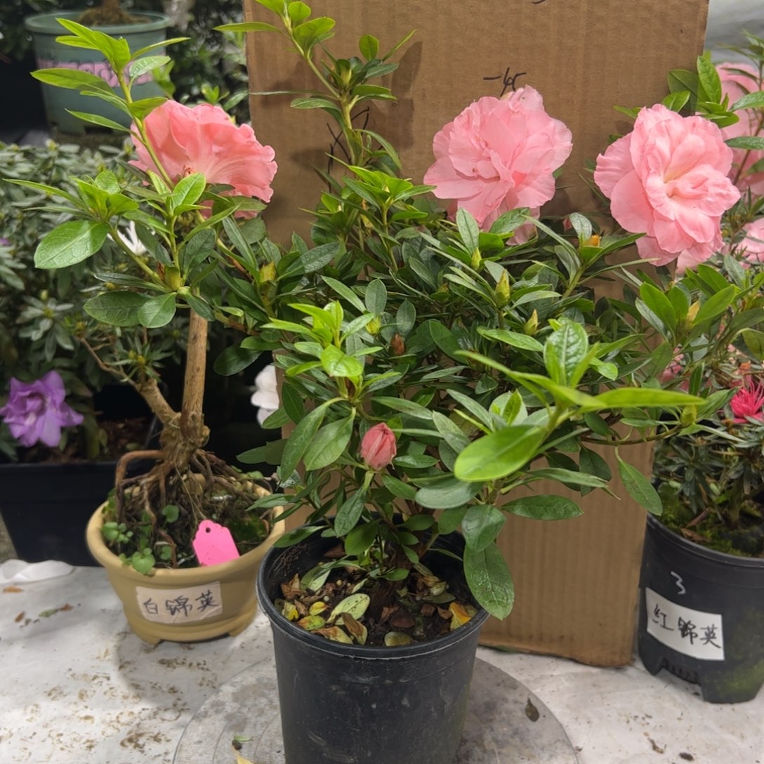 d***h完全开放桃梅锦杜鹃