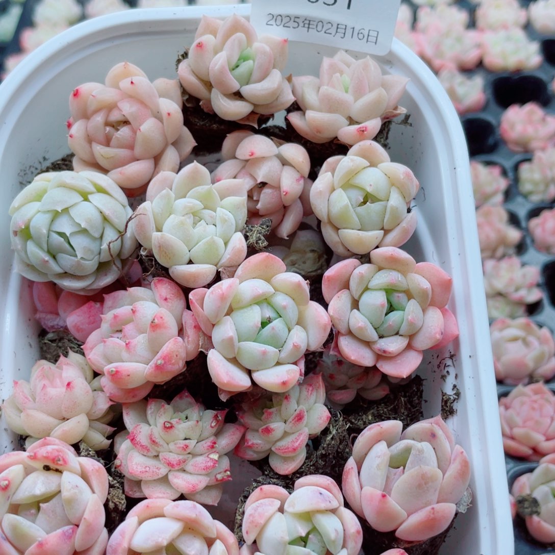 开心开心快乐成长031