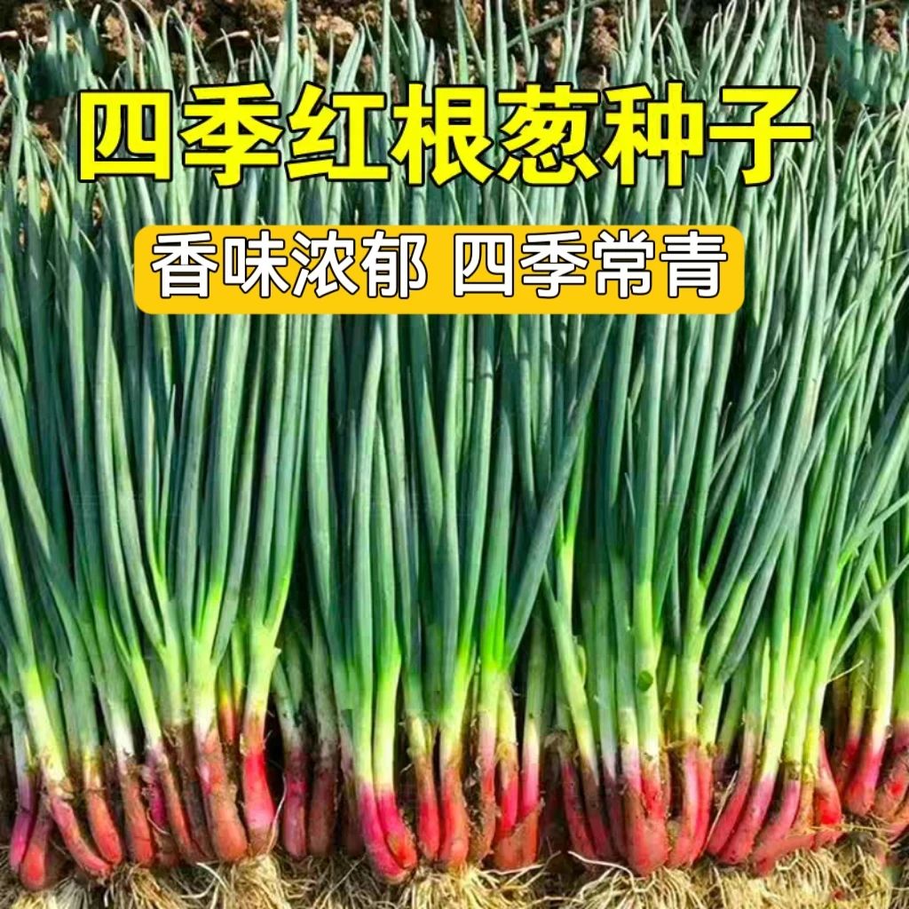 红根小香葱种子细香型四季种植育苗食用播种嫩叶耐寒香味春秋农村