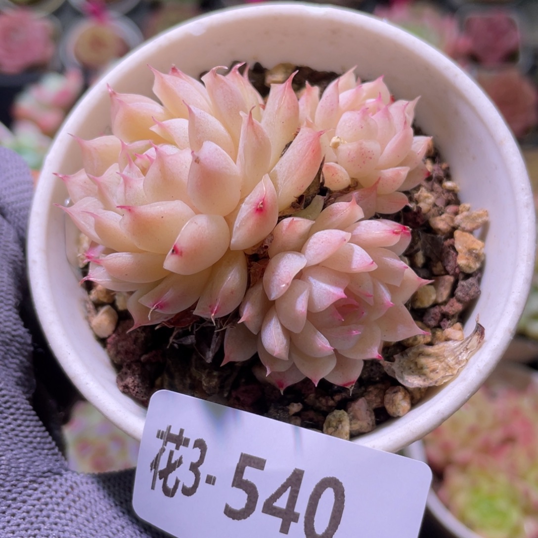 花利美3-540女王群