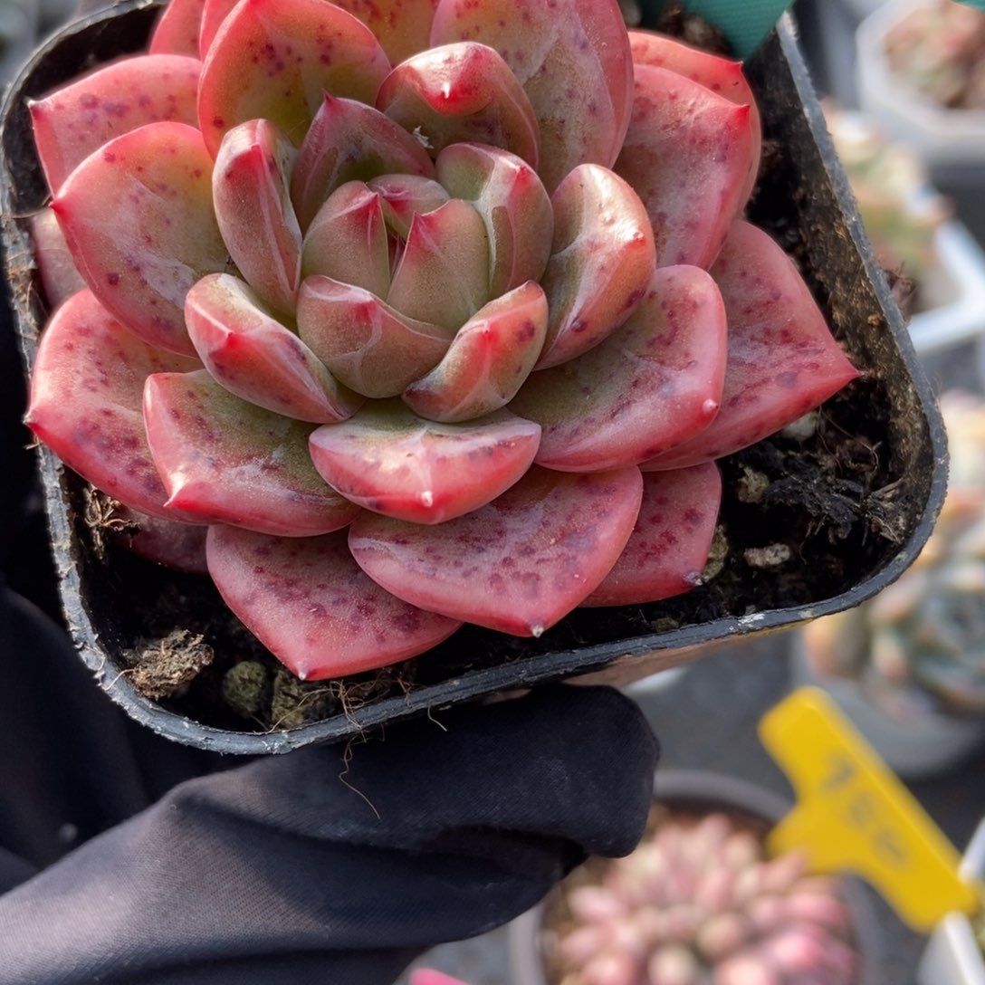 707多肉植物多肉多肉