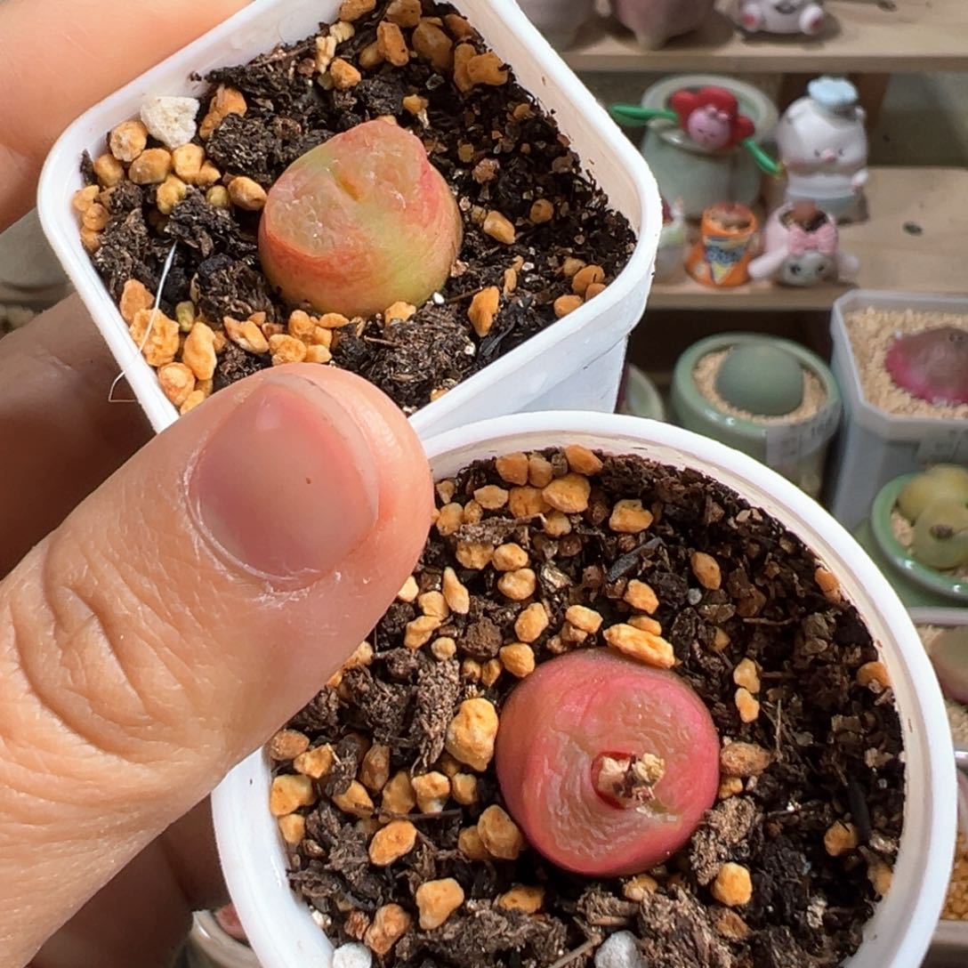 多肉植物216号水蜜桃