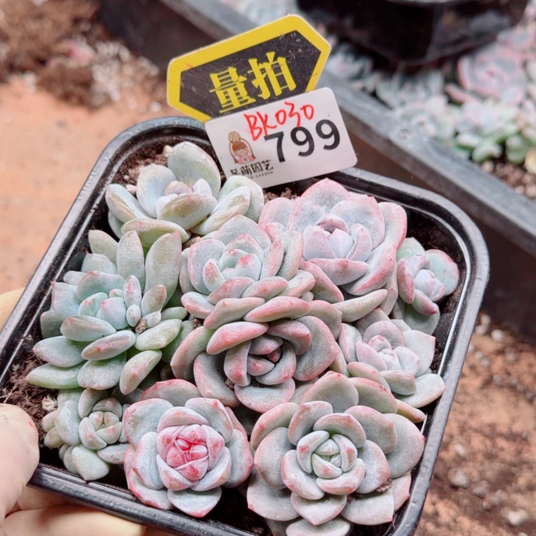 多肉植物多肉植物
